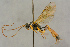  (Hadrodactylus femoralis - BC-ZSM-HYM-27443-A09)  @14 [ ] CreativeCommons - Attribution Non-Commercial Share-Alike (2016) SNSB, Staatliche Naturwissenschaftliche Sammlungen Bayerns ZSM (SNSB, Zoologische Staatssammlung Muenchen)