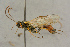  ( - BC-ZSM-HYM-27443-B01)  @11 [ ] CreativeCommons - Attribution Non-Commercial Share-Alike (2016) SNSB, Staatliche Naturwissenschaftliche Sammlungen Bayerns ZSM (SNSB, Zoologische Staatssammlung Muenchen)