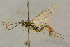  ( - BC-ZSM-HYM-27443-B02)  @14 [ ] CreativeCommons - Attribution Non-Commercial Share-Alike (2016) SNSB, Staatliche Naturwissenschaftliche Sammlungen Bayerns ZSM (SNSB, Zoologische Staatssammlung Muenchen)