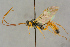  (Hadrodactylus genalis - BC-ZSM-HYM-27443-B04)  @11 [ ] CreativeCommons - Attribution Non-Commercial Share-Alike (2016) SNSB, Staatliche Naturwissenschaftliche Sammlungen Bayerns ZSM (SNSB, Zoologische Staatssammlung Muenchen)
