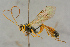  ( - BC-ZSM-HYM-27443-B09)  @11 [ ] CreativeCommons - Attribution Non-Commercial Share-Alike (2016) SNSB, Staatliche Naturwissenschaftliche Sammlungen Bayerns ZSM (SNSB, Zoologische Staatssammlung Muenchen)