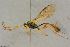  ( - BC-ZSM-HYM-27443-B10)  @11 [ ] CreativeCommons - Attribution Non-Commercial Share-Alike (2016) SNSB, Staatliche Naturwissenschaftliche Sammlungen Bayerns ZSM (SNSB, Zoologische Staatssammlung Muenchen)
