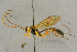  ( - BC-ZSM-HYM-27443-B11)  @11 [ ] CreativeCommons - Attribution Non-Commercial Share-Alike (2016) SNSB, Staatliche Naturwissenschaftliche Sammlungen Bayerns ZSM (SNSB, Zoologische Staatssammlung Muenchen)