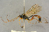  (Hadrodactylus indefessus - BC-ZSM-HYM-27443-B12)  @11 [ ] CreativeCommons - Attribution Non-Commercial Share-Alike (2016) SNSB, Staatliche Naturwissenschaftliche Sammlungen Bayerns ZSM (SNSB, Zoologische Staatssammlung Muenchen)