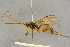  (Hadrodactylus insignis - BC-ZSM-HYM-27443-C03)  @11 [ ] CreativeCommons - Attribution Non-Commercial Share-Alike (2016) SNSB, Staatliche Naturwissenschaftliche Sammlungen Bayerns ZSM (SNSB, Zoologische Staatssammlung Muenchen)