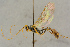  (Hadrodactylus rectinervis - BC-ZSM-HYM-27443-C06)  @11 [ ] CreativeCommons - Attribution Non-Commercial Share-Alike (2016) SNSB, Staatliche Naturwissenschaftliche Sammlungen Bayerns ZSM (SNSB, Zoologische Staatssammlung Muenchen)