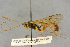  (Hadrodactylus spiraculator - BC-ZSM-HYM-27443-C11)  @11 [ ] CreativeCommons - Attribution Non-Commercial Share-Alike (2016) SNSB, Staatliche Naturwissenschaftliche Sammlungen Bayerns ZSM (SNSB, Zoologische Staatssammlung Muenchen)