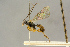  ( - BC-ZSM-HYM-27443-D11)  @11 [ ] CreativeCommons - Attribution Non-Commercial Share-Alike (2016) SNSB, Staatliche Naturwissenschaftliche Sammlungen Bayerns ZSM (SNSB, Zoologische Staatssammlung Muenchen)