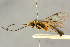  ( - BC-ZSM-HYM-27443-D12)  @11 [ ] CreativeCommons - Attribution Non-Commercial Share-Alike (2016) SNSB, Staatliche Naturwissenschaftliche Sammlungen Bayerns ZSM (SNSB, Zoologische Staatssammlung Muenchen)
