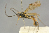  ( - BC-ZSM-HYM-27443-F03)  @11 [ ] CreativeCommons - Attribution Non-Commercial Share-Alike (2016) SNSB, Staatliche Naturwissenschaftliche Sammlungen Bayerns ZSM (SNSB, Zoologische Staatssammlung Muenchen)