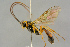  ( - BC-ZSM-HYM-27443-F04)  @11 [ ] CreativeCommons - Attribution Non-Commercial Share-Alike (2016) SNSB, Staatliche Naturwissenschaftliche Sammlungen Bayerns ZSM (SNSB, Zoologische Staatssammlung Muenchen)