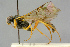  ( - BC-ZSM-HYM-27443-F05)  @11 [ ] CreativeCommons - Attribution Non-Commercial Share-Alike (2016) SNSB, Staatliche Naturwissenschaftliche Sammlungen Bayerns ZSM (SNSB, Zoologische Staatssammlung Muenchen)