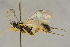  (Syndipnus alutaceus - BC-ZSM-HYM-27443-H02)  @11 [ ] CreativeCommons - Attribution Non-Commercial Share-Alike (2016) SNSB, Staatliche Naturwissenschaftliche Sammlungen Bayerns ZSM (SNSB, Zoologische Staatssammlung Muenchen)