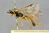  ( - BC-ZSM-HYM-27443-H04)  @11 [ ] CreativeCommons - Attribution Non-Commercial Share-Alike (2016) SNSB, Staatliche Naturwissenschaftliche Sammlungen Bayerns ZSM (SNSB, Zoologische Staatssammlung Muenchen)