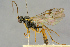  (Syndipnus atricornis - BC-ZSM-HYM-27443-H05)  @14 [ ] CreativeCommons - Attribution Non-Commercial Share-Alike (2016) SNSB, Staatliche Naturwissenschaftliche Sammlungen Bayerns ZSM (SNSB, Zoologische Staatssammlung Muenchen)