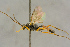 ( - BC-ZSM-HYM-27443-H07)  @11 [ ] CreativeCommons - Attribution Non-Commercial Share-Alike (2016) SNSB, Staatliche Naturwissenschaftliche Sammlungen Bayerns ZSM (SNSB, Zoologische Staatssammlung Muenchen)