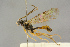  (Syndipnus discolor - BC-ZSM-HYM-27443-H10)  @11 [ ] CreativeCommons - Attribution Non-Commercial Share-Alike (2016) SNSB, Staatliche Naturwissenschaftliche Sammlungen Bayerns ZSM (SNSB, Zoologische Staatssammlung Muenchen)