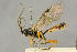  ( - BC-ZSM-HYM-27443-H11)  @11 [ ] CreativeCommons - Attribution Non-Commercial Share-Alike (2016) SNSB, Staatliche Naturwissenschaftliche Sammlungen Bayerns ZSM (SNSB, Zoologische Staatssammlung Muenchen)