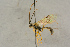  (Synodites breviusculus - BC-ZSM-HYM-27444-A07)  @11 [ ] CreativeCommons - Attribution Non-Commercial Share-Alike (2016) SNSB, Staatliche Naturwissenschaftliche Sammlungen Bayerns ZSM (SNSB, Zoologische Staatssammlung Muenchen)