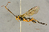  ( - BC-ZSM-HYM-27444-A08)  @11 [ ] CreativeCommons - Attribution Non-Commercial Share-Alike (2016) SNSB, Staatliche Naturwissenschaftliche Sammlungen Bayerns ZSM (SNSB, Zoologische Staatssammlung Muenchen)