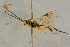  ( - BC-ZSM-HYM-27444-A09)  @11 [ ] CreativeCommons - Attribution Non-Commercial Share-Alike (2016) SNSB, Staatliche Naturwissenschaftliche Sammlungen Bayerns ZSM (SNSB, Zoologische Staatssammlung Muenchen)