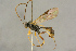  ( - BC-ZSM-HYM-27444-A11)  @11 [ ] CreativeCommons - Attribution Non-Commercial Share-Alike (2016) SNSB, Staatliche Naturwissenschaftliche Sammlungen Bayerns ZSM (SNSB, Zoologische Staatssammlung Muenchen)