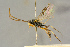  ( - BC-ZSM-HYM-27444-A12)  @11 [ ] CreativeCommons - Attribution Non-Commercial Share-Alike (2016) SNSB, Staatliche Naturwissenschaftliche Sammlungen Bayerns ZSM (SNSB, Zoologische Staatssammlung Muenchen)