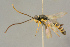  ( - BC-ZSM-HYM-27444-B01)  @11 [ ] CreativeCommons - Attribution Non-Commercial Share-Alike (2016) SNSB, Staatliche Naturwissenschaftliche Sammlungen Bayerns ZSM (SNSB, Zoologische Staatssammlung Muenchen)