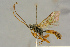  ( - BC-ZSM-HYM-27444-B02)  @11 [ ] CreativeCommons - Attribution Non-Commercial Share-Alike (2016) SNSB, Staatliche Naturwissenschaftliche Sammlungen Bayerns ZSM (SNSB, Zoologische Staatssammlung Muenchen)