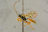  ( - BC-ZSM-HYM-27444-B03)  @11 [ ] CreativeCommons - Attribution Non-Commercial Share-Alike (2016) SNSB, Staatliche Naturwissenschaftliche Sammlungen Bayerns ZSM (SNSB, Zoologische Staatssammlung Muenchen)