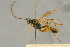 ( - BC-ZSM-HYM-27444-B04)  @11 [ ] CreativeCommons - Attribution Non-Commercial Share-Alike (2016) SNSB, Staatliche Naturwissenschaftliche Sammlungen Bayerns ZSM (SNSB, Zoologische Staatssammlung Muenchen)
