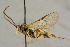  ( - BC-ZSM-HYM-27444-B06)  @11 [ ] CreativeCommons - Attribution Non-Commercial Share-Alike (2016) SNSB, Staatliche Naturwissenschaftliche Sammlungen Bayerns ZSM (SNSB, Zoologische Staatssammlung Muenchen)