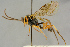  ( - BC-ZSM-HYM-27444-B07)  @11 [ ] CreativeCommons - Attribution Non-Commercial Share-Alike (2016) SNSB, Staatliche Naturwissenschaftliche Sammlungen Bayerns ZSM (SNSB, Zoologische Staatssammlung Muenchen)
