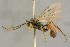  ( - BC-ZSM-HYM-27444-B10)  @11 [ ] CreativeCommons - Attribution Non-Commercial Share-Alike (2016) SNSB, Staatliche Naturwissenschaftliche Sammlungen Bayerns ZSM (SNSB, Zoologische Staatssammlung Muenchen)