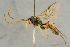  ( - BC-ZSM-HYM-27444-B11)  @11 [ ] CreativeCommons - Attribution Non-Commercial Share-Alike (2016) SNSB, Staatliche Naturwissenschaftliche Sammlungen Bayerns ZSM (SNSB, Zoologische Staatssammlung Muenchen)
