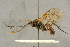  ( - BC-ZSM-HYM-27444-B12)  @11 [ ] CreativeCommons - Attribution Non-Commercial Share-Alike (2016) SNSB, Staatliche Naturwissenschaftliche Sammlungen Bayerns ZSM (SNSB, Zoologische Staatssammlung Muenchen)