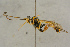  ( - BC-ZSM-HYM-27444-C02)  @11 [ ] CreativeCommons - Attribution Non-Commercial Share-Alike (2016) SNSB, Staatliche Naturwissenschaftliche Sammlungen Bayerns ZSM (SNSB, Zoologische Staatssammlung Muenchen)