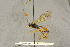  (Alexeter albilabris - BC-ZSM-HYM-27444-C07)  @13 [ ] CreativeCommons - Attribution Non-Commercial Share-Alike (2016) SNSB, Staatliche Naturwissenschaftliche Sammlungen Bayerns ZSM (SNSB, Zoologische Staatssammlung Muenchen)