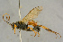  (Alexeter erythrocerops - BC-ZSM-HYM-27444-C08)  @11 [ ] CreativeCommons - Attribution Non-Commercial Share-Alike (2016) SNSB, Staatliche Naturwissenschaftliche Sammlungen Bayerns ZSM (SNSB, Zoologische Staatssammlung Muenchen)