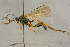  ( - BC-ZSM-HYM-27444-C09)  @11 [ ] CreativeCommons - Attribution Non-Commercial Share-Alike (2016) SNSB, Staatliche Naturwissenschaftliche Sammlungen Bayerns ZSM (SNSB, Zoologische Staatssammlung Muenchen)