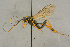  ( - BC-ZSM-HYM-27444-C10)  @11 [ ] CreativeCommons - Attribution Non-Commercial Share-Alike (2016) SNSB, Staatliche Naturwissenschaftliche Sammlungen Bayerns ZSM (SNSB, Zoologische Staatssammlung Muenchen)