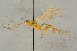  ( - BC-ZSM-HYM-27444-D01)  @11 [ ] CreativeCommons - Attribution Non-Commercial Share-Alike (2016) SNSB, Staatliche Naturwissenschaftliche Sammlungen Bayerns ZSM (SNSB, Zoologische Staatssammlung Muenchen)