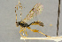  (Alexeter improbus - BC-ZSM-HYM-27444-D06)  @11 [ ] CreativeCommons - Attribution Non-Commercial Share-Alike (2016) SNSB, Staatliche Naturwissenschaftliche Sammlungen Bayerns ZSM (SNSB, Zoologische Staatssammlung Muenchen)