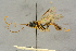  ( - BC-ZSM-HYM-27444-D08)  @11 [ ] CreativeCommons - Attribution Non-Commercial Share-Alike (2016) SNSB, Staatliche Naturwissenschaftliche Sammlungen Bayerns ZSM (SNSB, Zoologische Staatssammlung Muenchen)