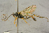  ( - BC-ZSM-HYM-27444-D09)  @11 [ ] CreativeCommons - Attribution Non-Commercial Share-Alike (2016) SNSB, Staatliche Naturwissenschaftliche Sammlungen Bayerns ZSM (SNSB, Zoologische Staatssammlung Muenchen)
