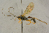  (Alexeter obscuricolor - BC-ZSM-HYM-27444-D11)  @14 [ ] CreativeCommons - Attribution Non-Commercial Share-Alike (2016) SNSB, Staatliche Naturwissenschaftliche Sammlungen Bayerns ZSM (SNSB, Zoologische Staatssammlung Muenchen)