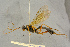  (Alexeter rapinator - BC-ZSM-HYM-27444-D12)  @11 [ ] CreativeCommons - Attribution Non-Commercial Share-Alike (2016) SNSB, Staatliche Naturwissenschaftliche Sammlungen Bayerns ZSM (SNSB, Zoologische Staatssammlung Muenchen)