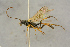  ( - BC-ZSM-HYM-27444-E11)  @11 [ ] CreativeCommons - Attribution Non-Commercial Share-Alike (2016) SNSB, Staatliche Naturwissenschaftliche Sammlungen Bayerns ZSM (SNSB, Zoologische Staatssammlung Muenchen)
