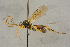  ( - BC-ZSM-HYM-27444-E12)  @11 [ ] CreativeCommons - Attribution Non-Commercial Share-Alike (2016) SNSB, Staatliche Naturwissenschaftliche Sammlungen Bayerns ZSM (SNSB, Zoologische Staatssammlung Muenchen)