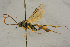  ( - BC-ZSM-HYM-27444-F01)  @11 [ ] CreativeCommons - Attribution Non-Commercial Share-Alike (2016) SNSB, Staatliche Naturwissenschaftliche Sammlungen Bayerns ZSM (SNSB, Zoologische Staatssammlung Muenchen)